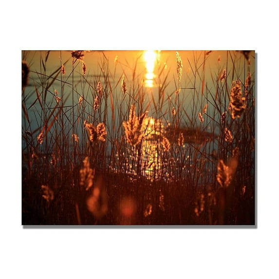 Trademark Fine Art "Summer Nights" Canvas Art by Beata Czyzowska
