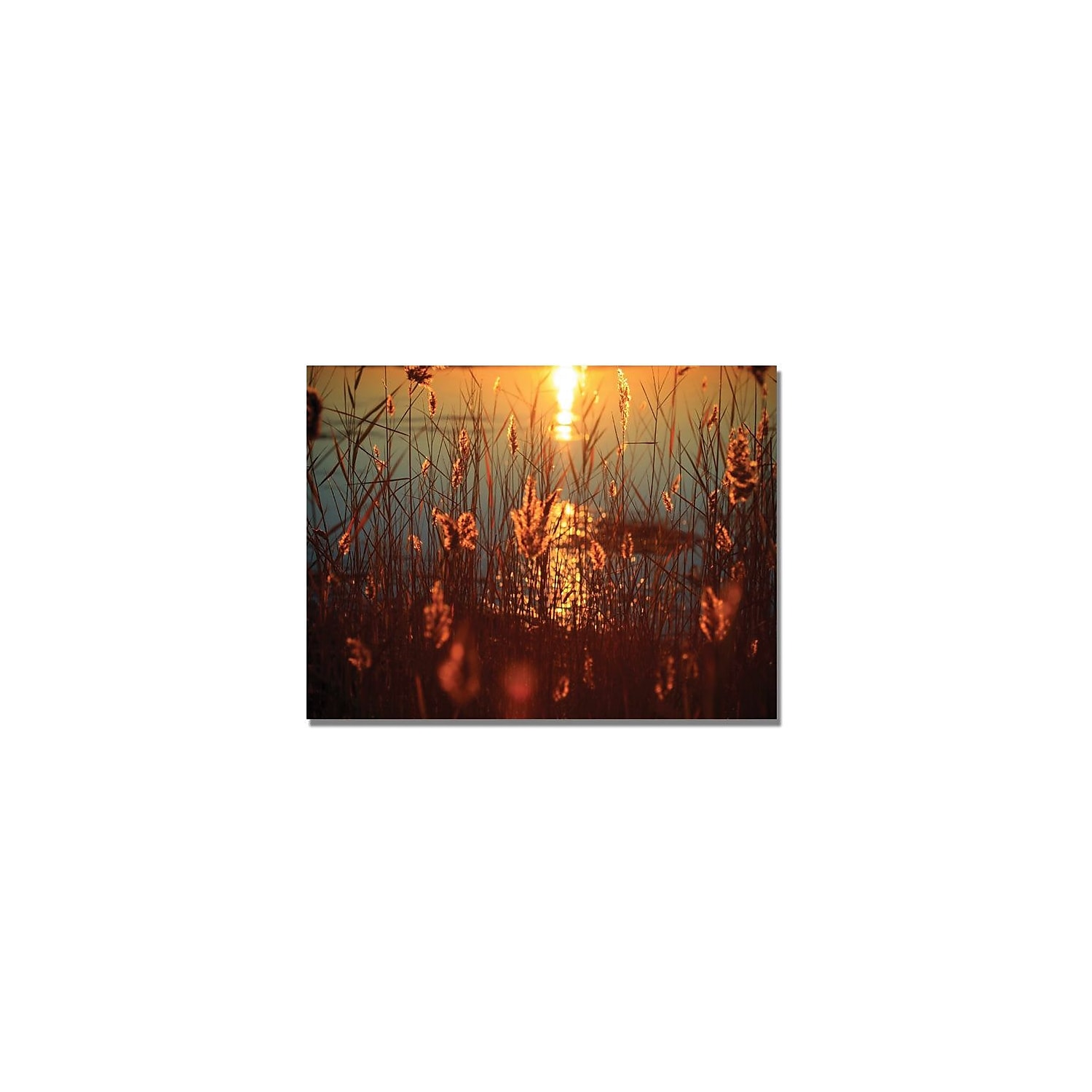 Trademark Fine Art "Summer Nights" Canvas Art by Beata Czyzowska
