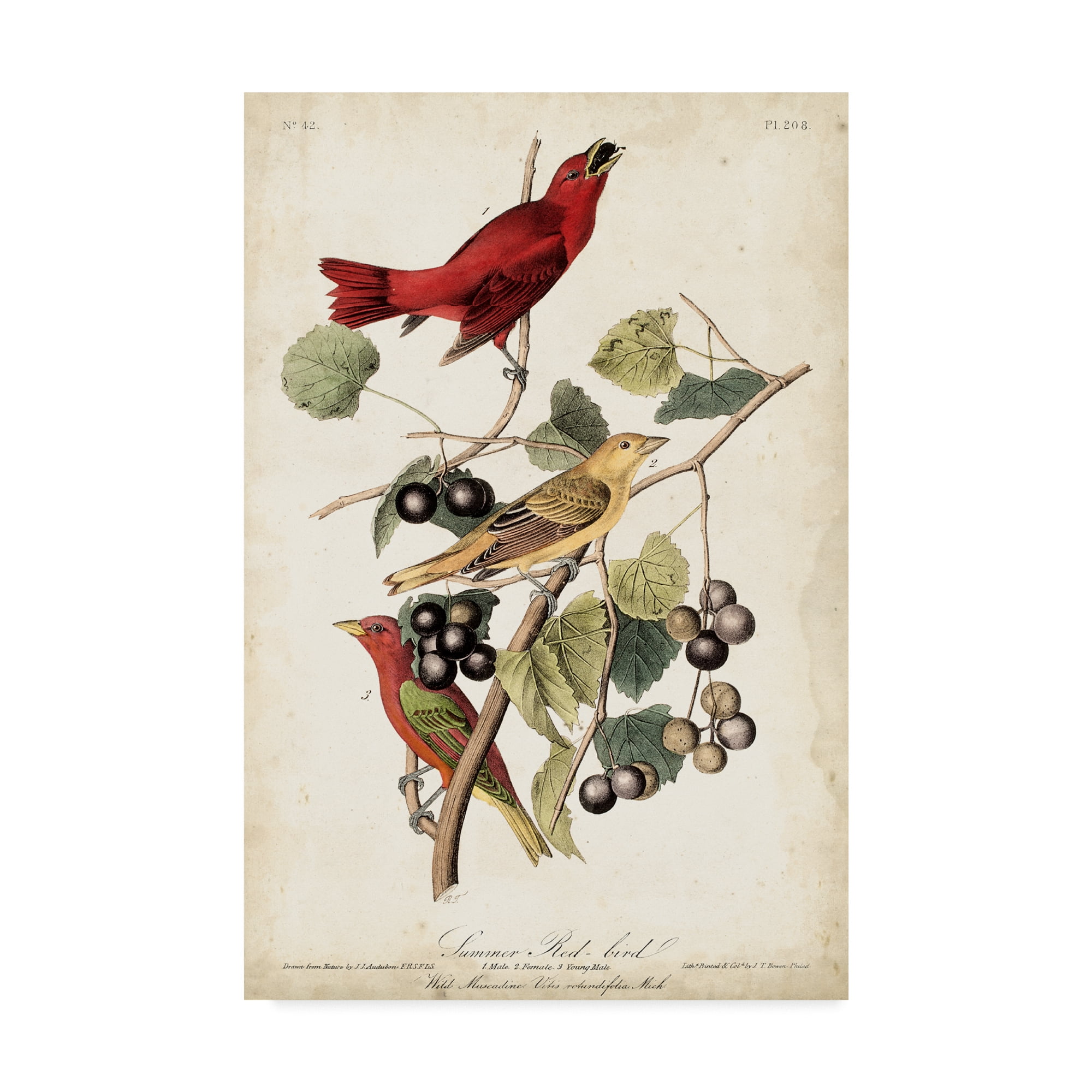 Trademark Fine Art 'Summer Red Bird' Canvas Art by John James Audubon