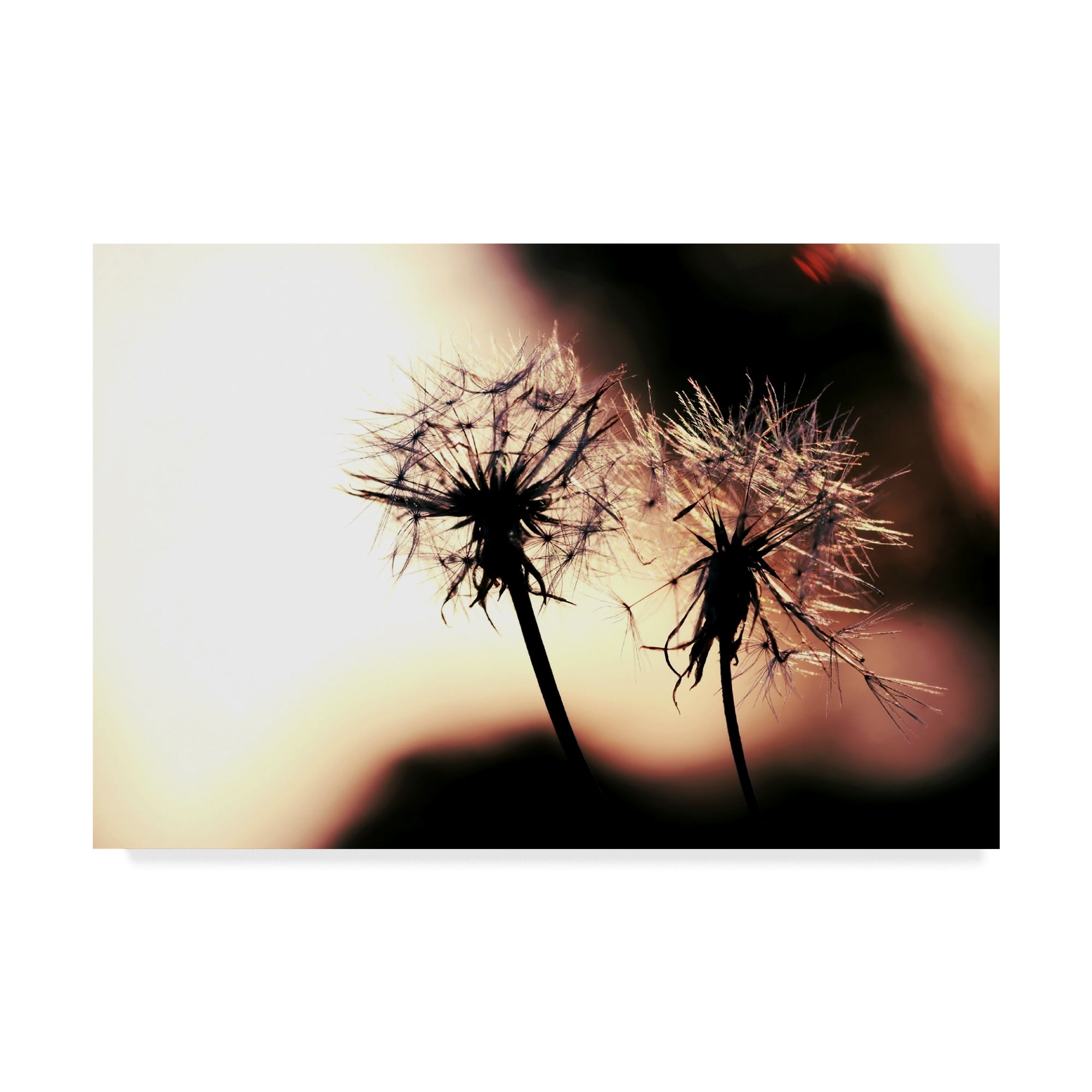 Trademark Fine Art 'Summer Romance Dandelions' Canvas Art by Incredi