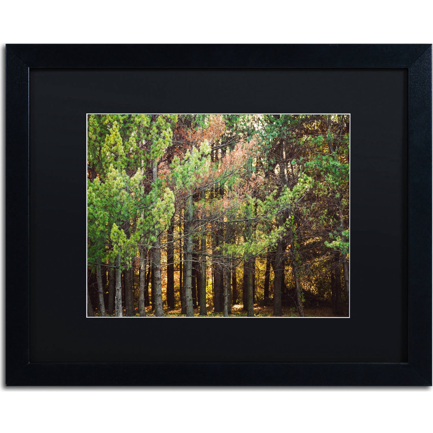 Trademark Fine Art "Summer Tree Line" Canvas Art by Jason Shaffer, Black Matte, Black Frame