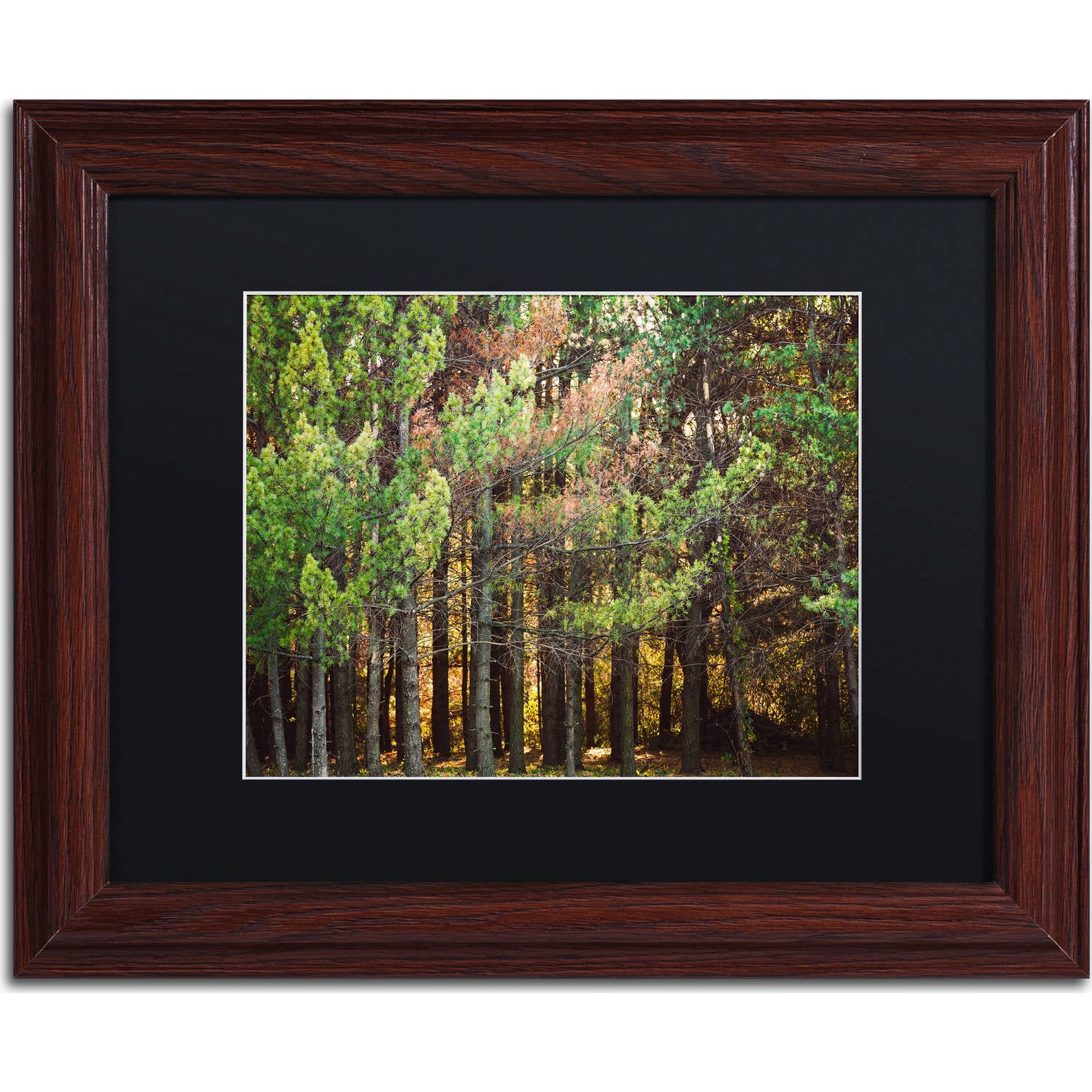 Trademark Fine Art "Summer Tree Line" Canvas Art by Jason Shaffer, Black Matte, Wood Frame