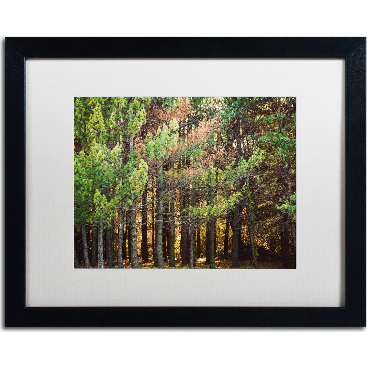 Trademark Fine Art "Summer Tree Line" Canvas Art by Jason Shaffer, White Matte, Black Frame