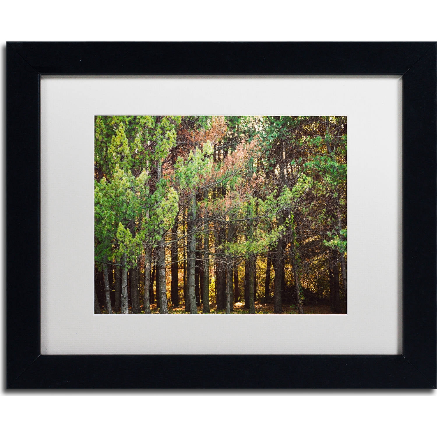 Trademark Fine Art "Summer Tree Line" Canvas Art by Jason Shaffer, White Matte, Black Frame
