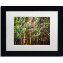 Trademark Fine Art "Summer Tree Line" Canvas Art by Jason Shaffer, White Matte, Black Frame