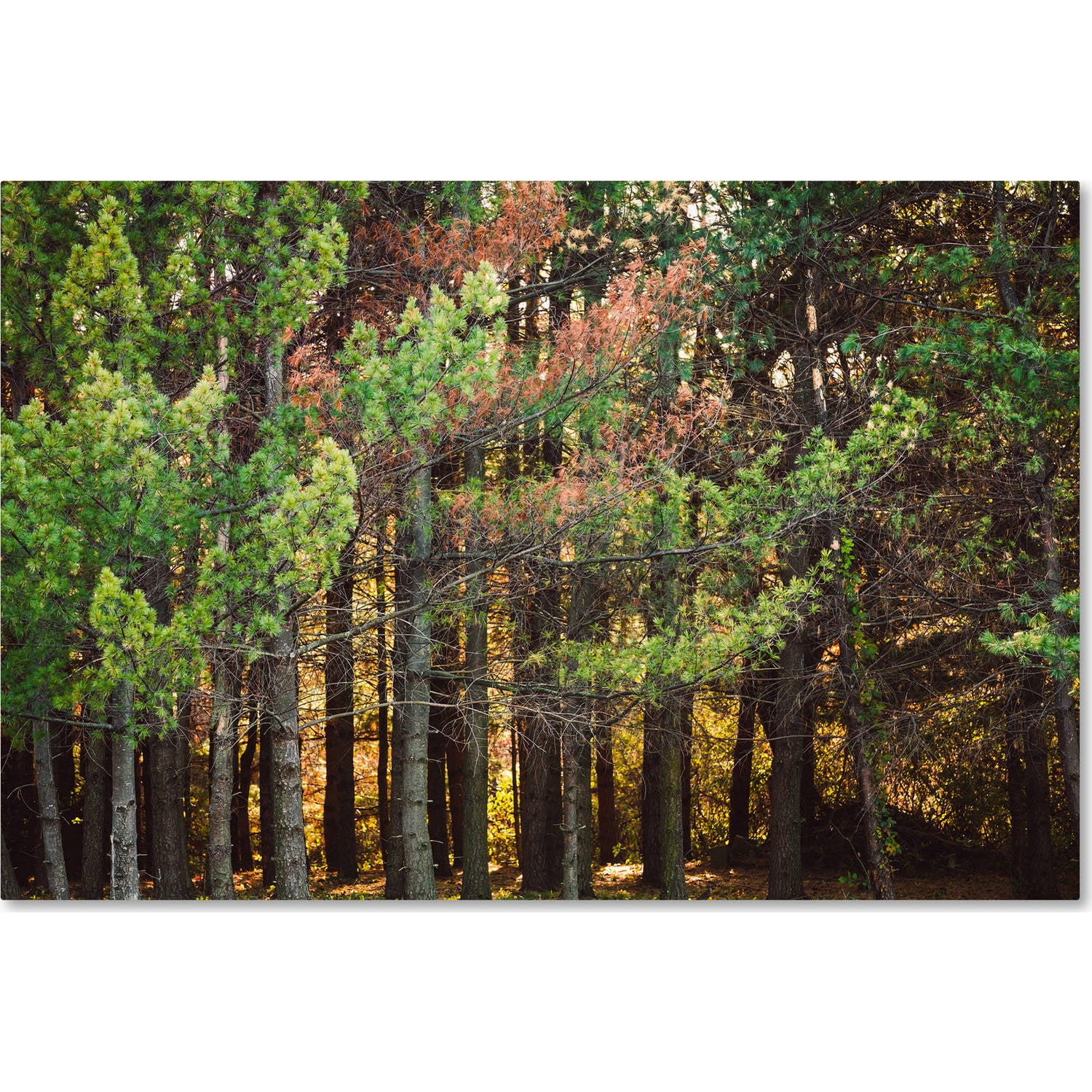 Trademark Fine Art "Summer Tree Line" Canvas Art by Jason Shaffer