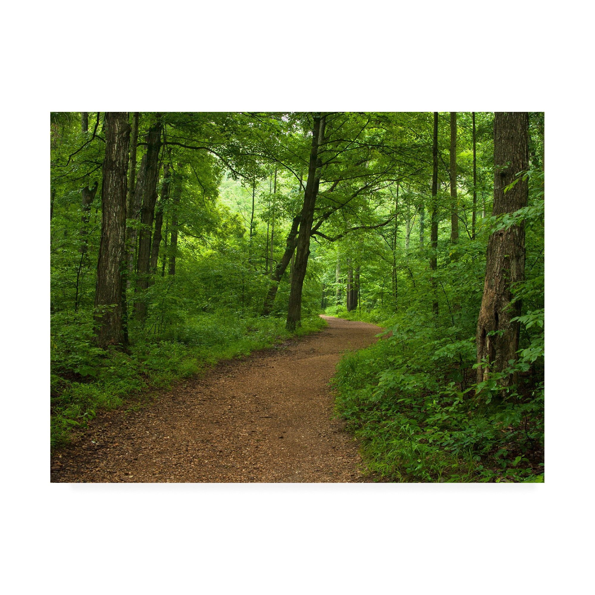 Trademark Fine Art 'Summer Walk' Canvas Art by David Hammond