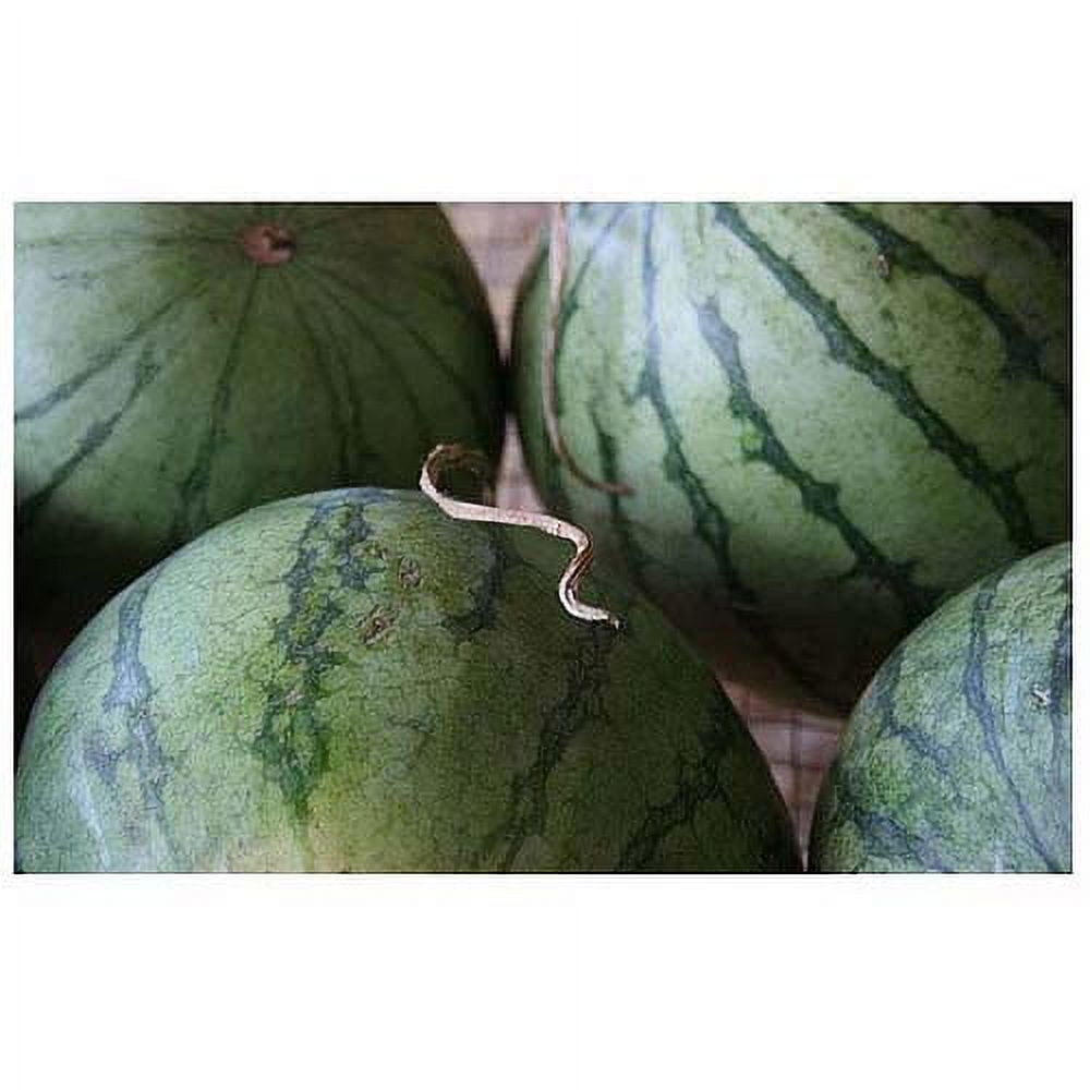 Trademark Fine Art "Summer Watermelons" Canvas Art by Patty Tuggle