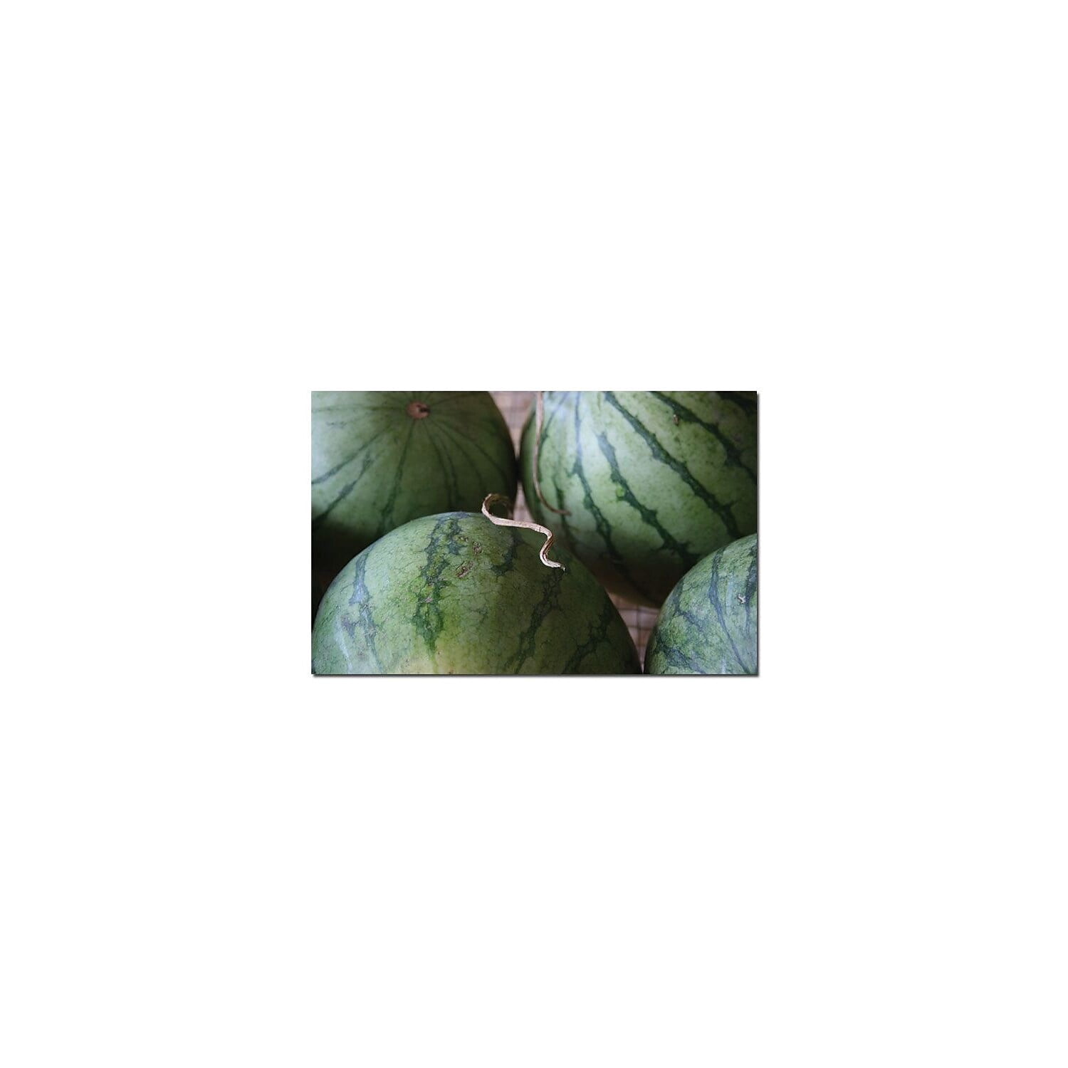 Trademark Fine Art "Summer Watermelons" Canvas Art by Patty Tuggle