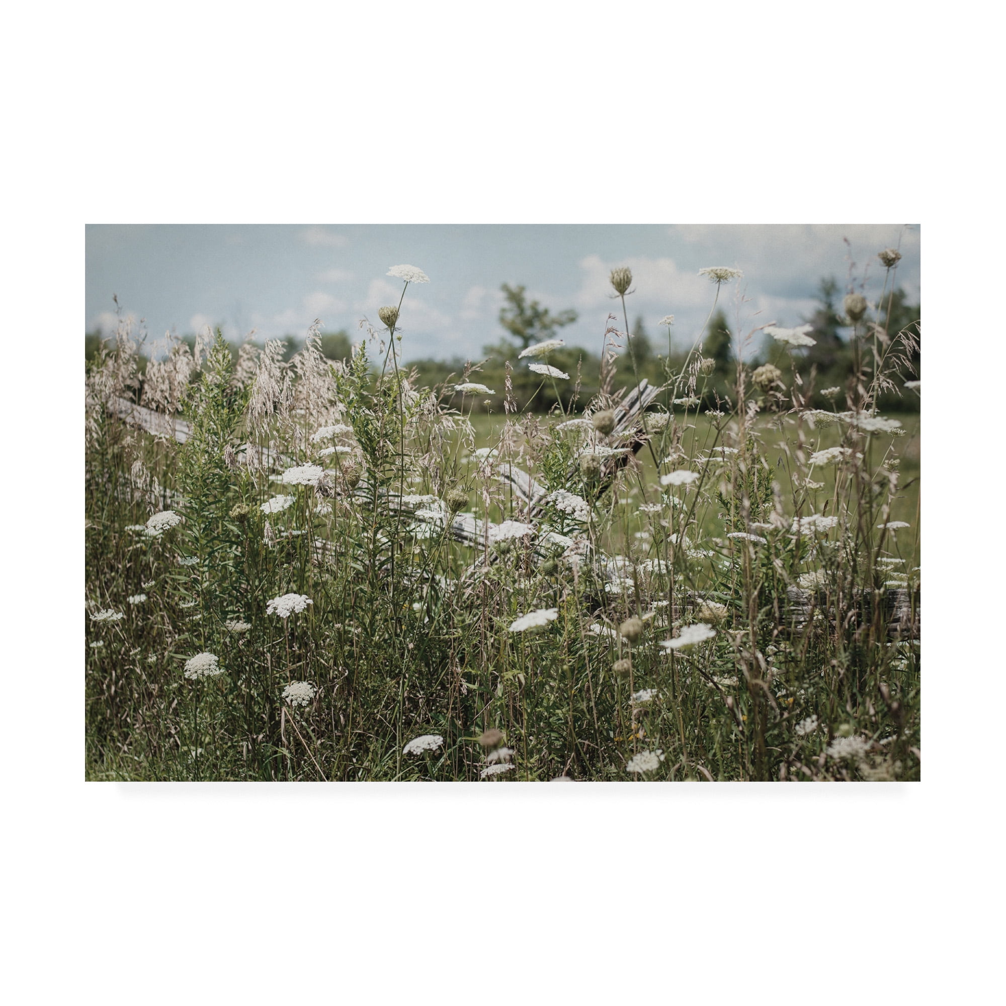 Trademark Fine Art 'Sun Drenched III' Canvas Art by Elizabeth Urquhart