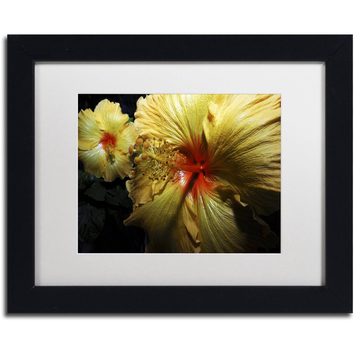 Trademark Fine Art "Sunburst Hibiscus" Canvas Art by Kurt Shaffer White Mat, Black Frame