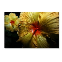 Trademark Fine Art "Sunburst Hibiscus" Canvas Art by Kurt Shaffer