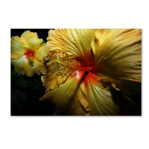 Trademark Fine Art "Sunburst Hibiscus" Canvas Art by Kurt Shaffer