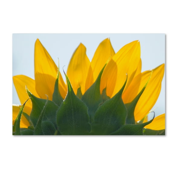 Trademark Fine Art 'Sunflower 1' Canvas Art by Patty Tuggle