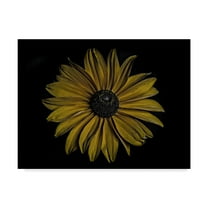 Trademark Fine Art 'Sunflower Bold' Canvas Art by Lori Hutchison