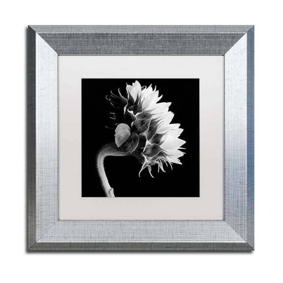 Trademark Fine Art "Sunflower" Canvas Art by Michael Harrison White Matte, Silver Frame