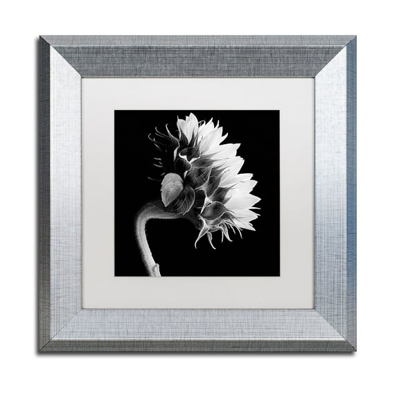Trademark Fine Art "Sunflower" Canvas Art by Michael Harrison White Matte, Silver Frame