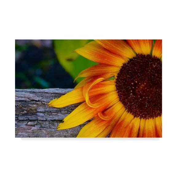 Trademark Fine Art 'Sunflower Close Up' Canvas Art by American School