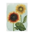 thumbnail image 1 of Trademark Fine Art 'Sunflower Study I' Canvas Art by Grace Popp, 1 of 4