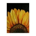 thumbnail image 1 of Trademark Fine Art 'Sunflower Sunflower' Canvas Art by Marcia Baldwin, 1 of 3