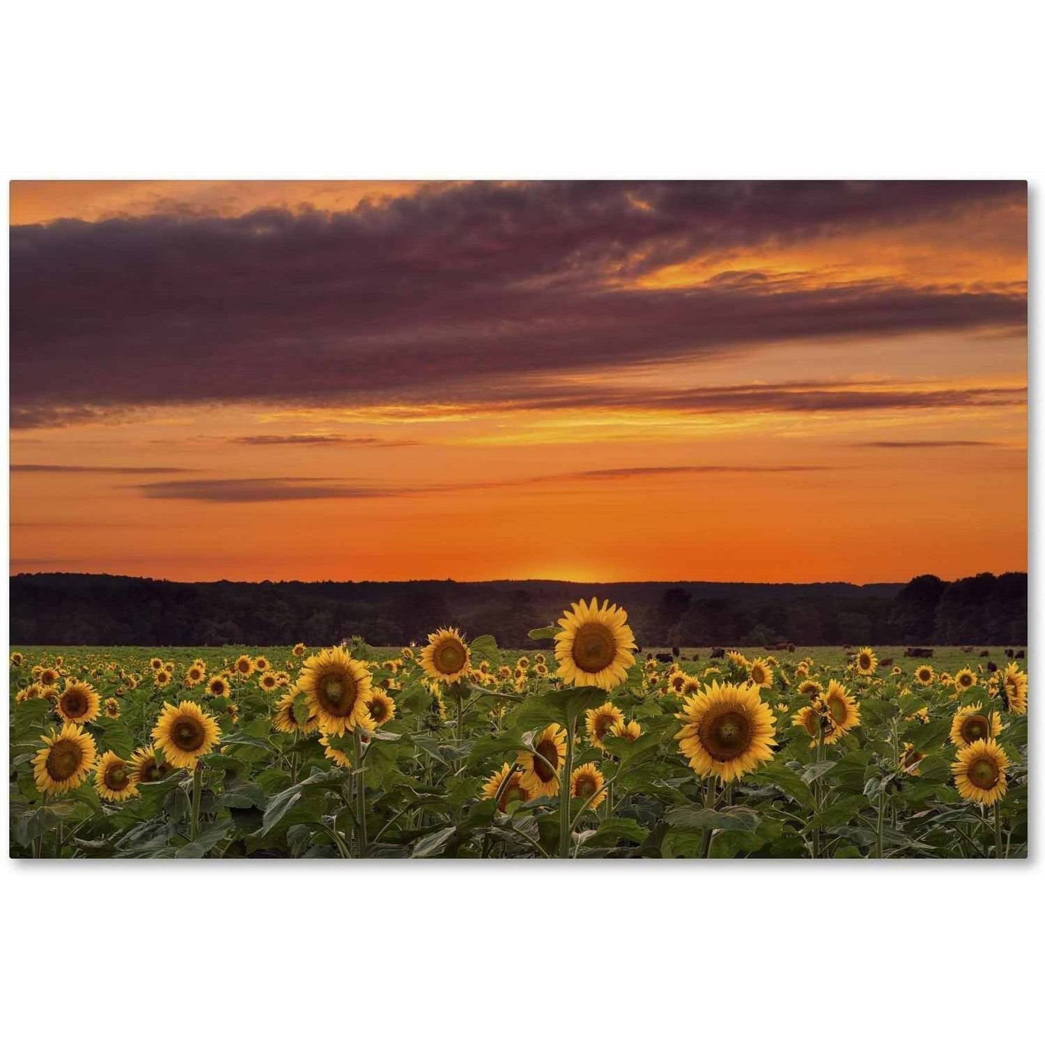 Trademark Fine Art Michael Blanchette Photography Sunflower Sunset Canvas Wall Art - 12x19