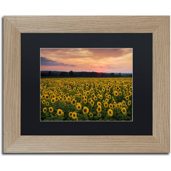 Trademark Fine Art "Sunflower Taps" Canvas Art by Michael Blanchette Photography Black Matte, Birch Frame
