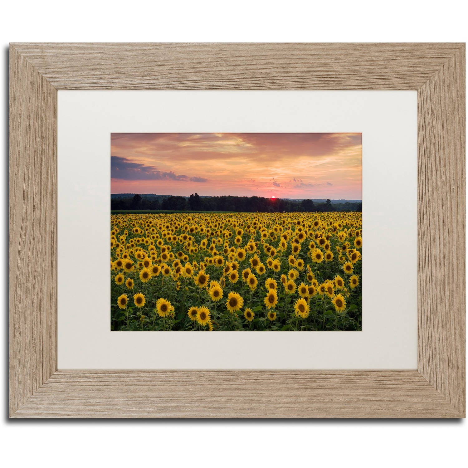Trademark Fine Art "Sunflower Taps" Canvas Art by Michael Blanchette Photography White Matte, Birch Frame