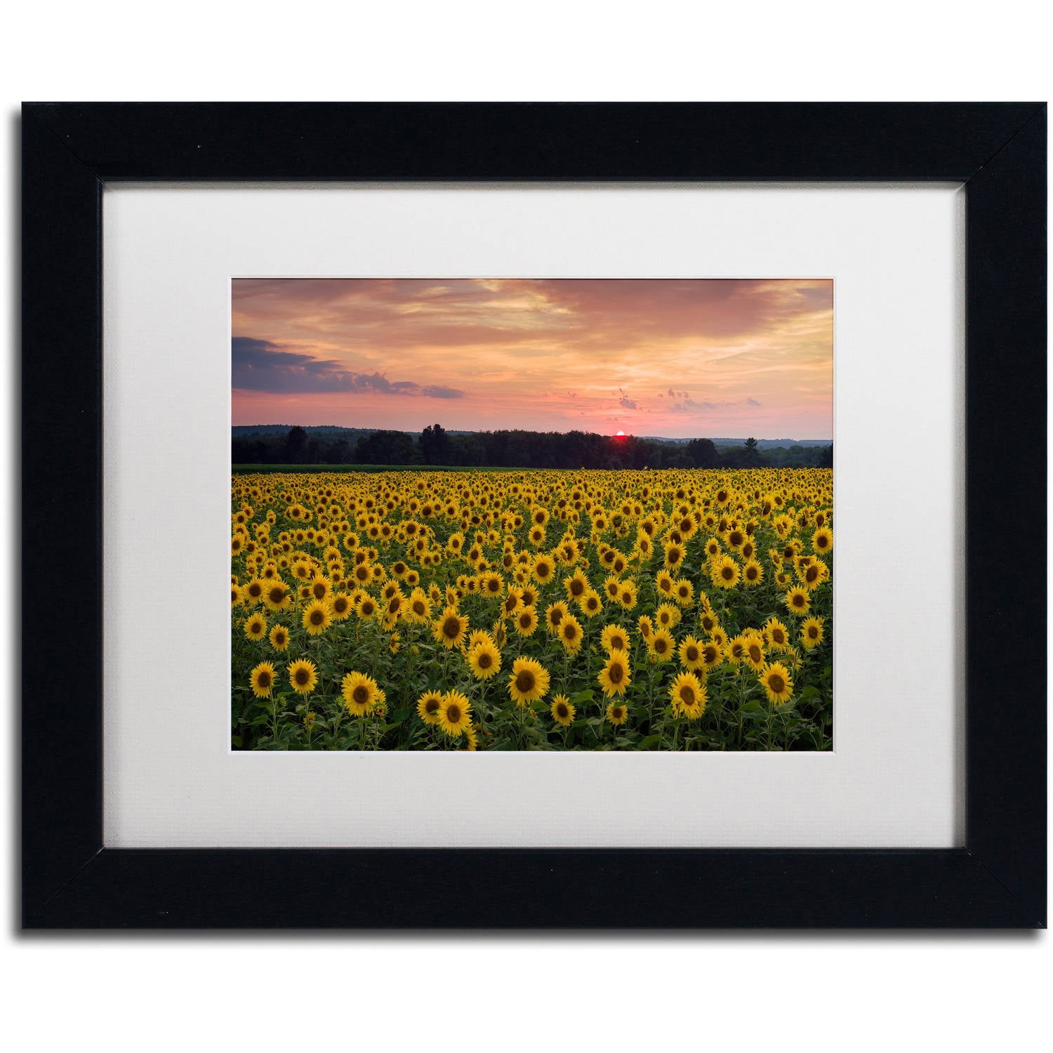 Trademark Fine Art "Sunflower Taps" Canvas Art by Michael Blanchette Photography White Matte, Black Frame