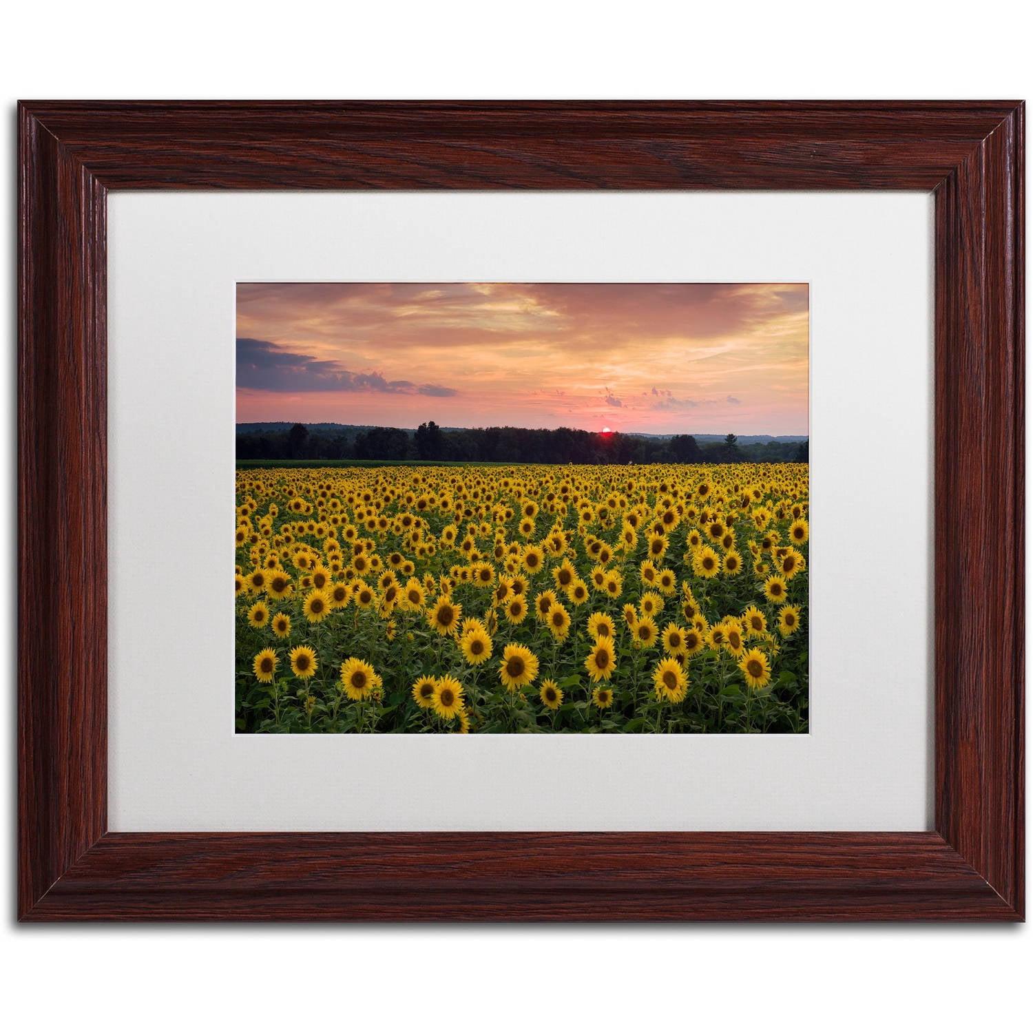 Trademark Fine Art "Sunflower Taps" Canvas Art by Michael Blanchette Photography White Matte, Wood Frame
