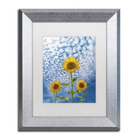 Trademark Fine Art 'Sunflower Triad' Canvas Art by Michael Blanchette Photography, White Matte, Silver Frame