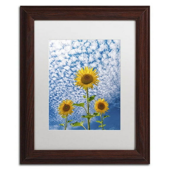 Trademark Fine Art 'Sunflower Triad' Canvas Art by Michael Blanchette Photography, White Matte, Wood Frame
