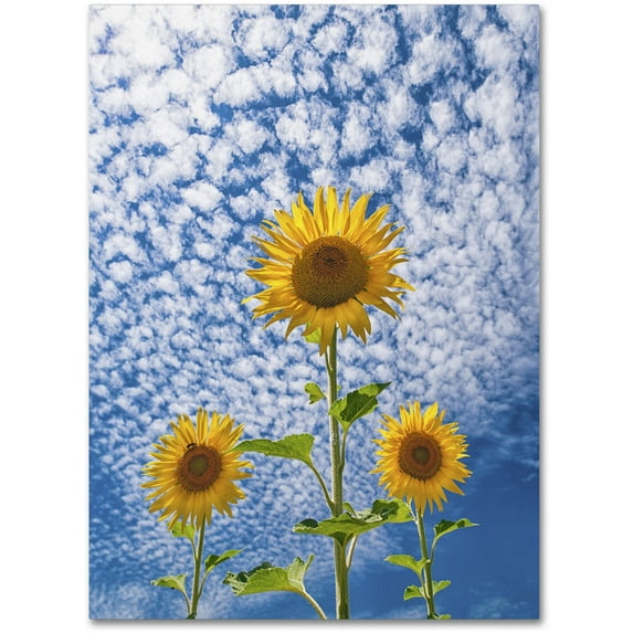Trademark Fine Art 'Sunflower Triad' Canvas Art by Michael Blanchette Photography