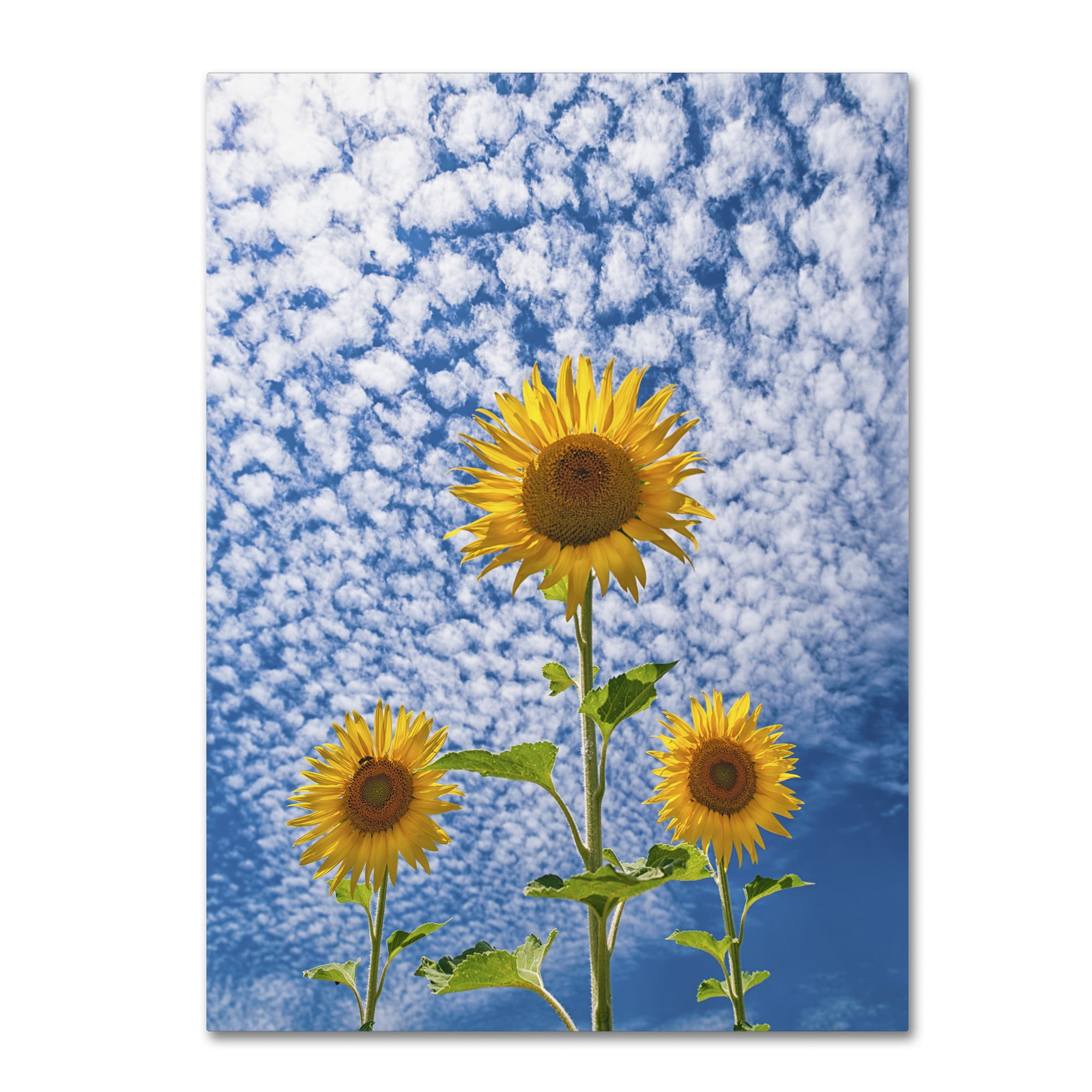 Trademark Fine Art 'Sunflower Triad' Canvas Art by Michael Blanchette Photography