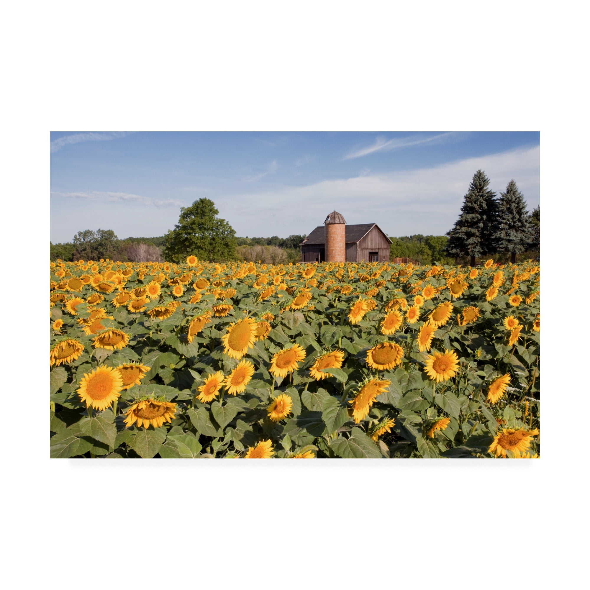 Trademark Fine Art 'Sunflowers And Barn Owosso Mi' Canvas Art by Monte Nagler
