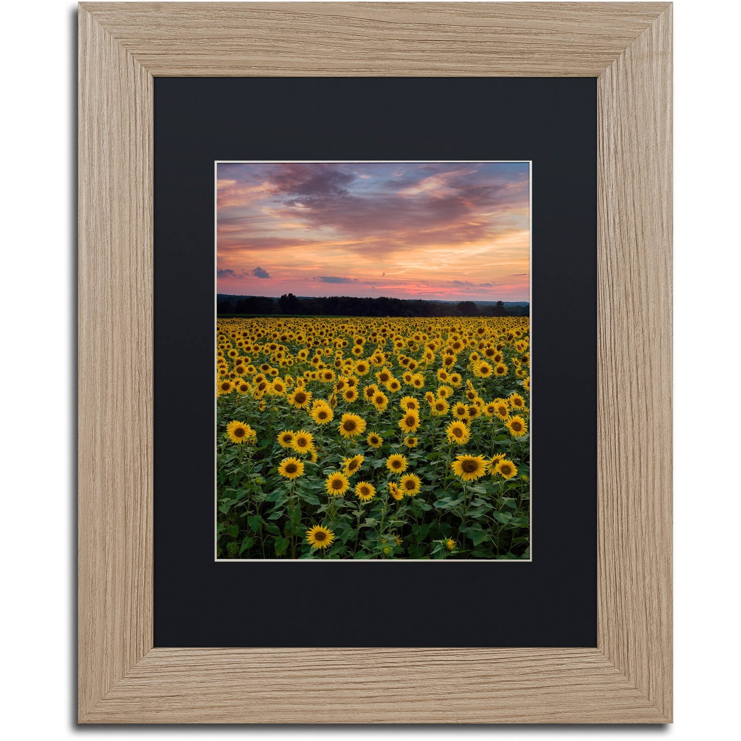 Trademark Fine Art "Sunflowers" Canvas Art by Michael Blanchette Photography Black Matte, Birch Frame