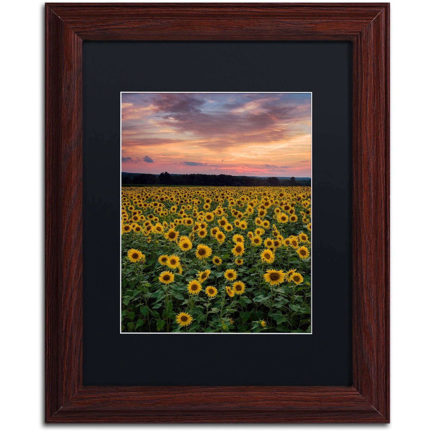 Trademark Fine Art "Sunflowers" Canvas Art by Michael Blanchette Photography Black Matte, Wood Frame