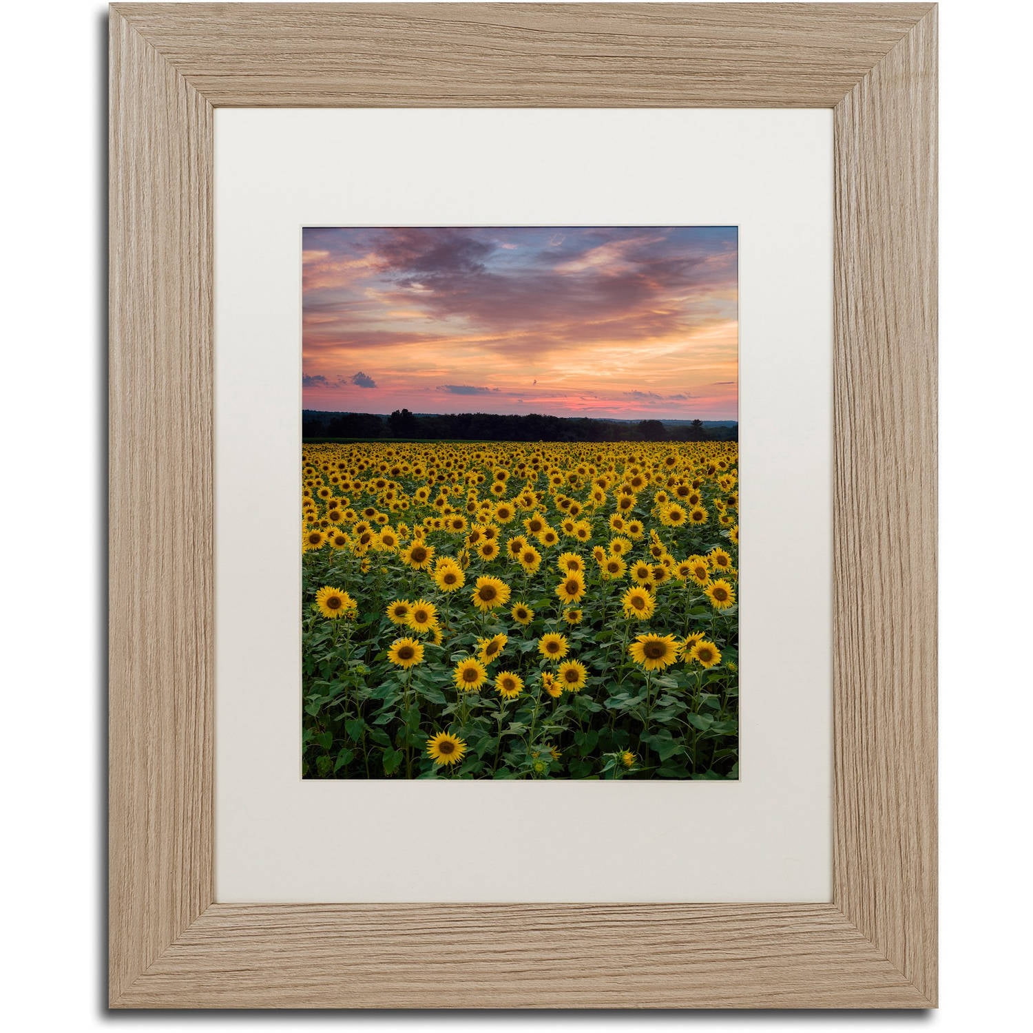 Trademark Fine Art "Sunflowers" Canvas Art by Michael Blanchette Photography White Matte, Birch Frame