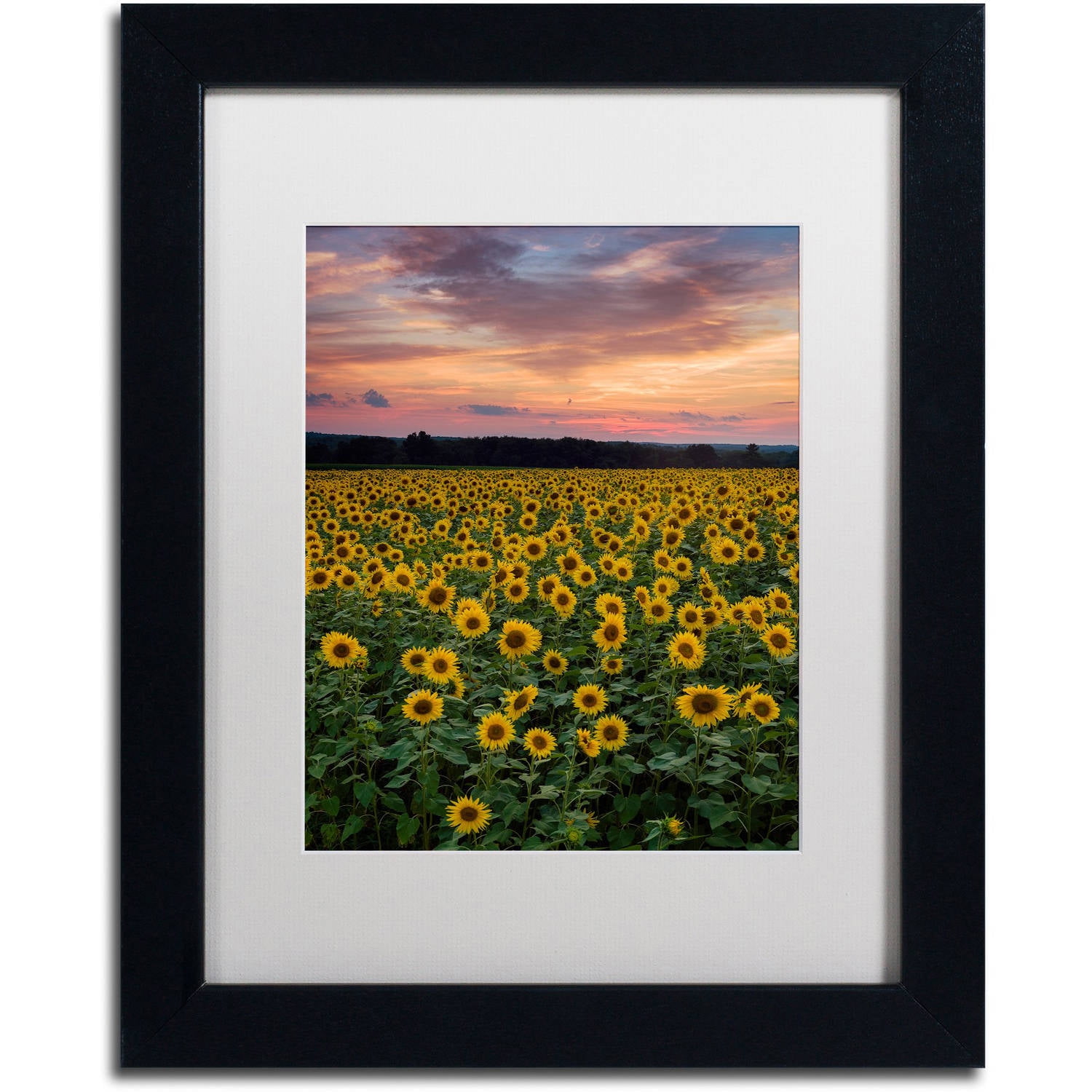 Trademark Fine Art "Sunflowers" Canvas Art by Michael Blanchette Photography White Matte, Black Frame