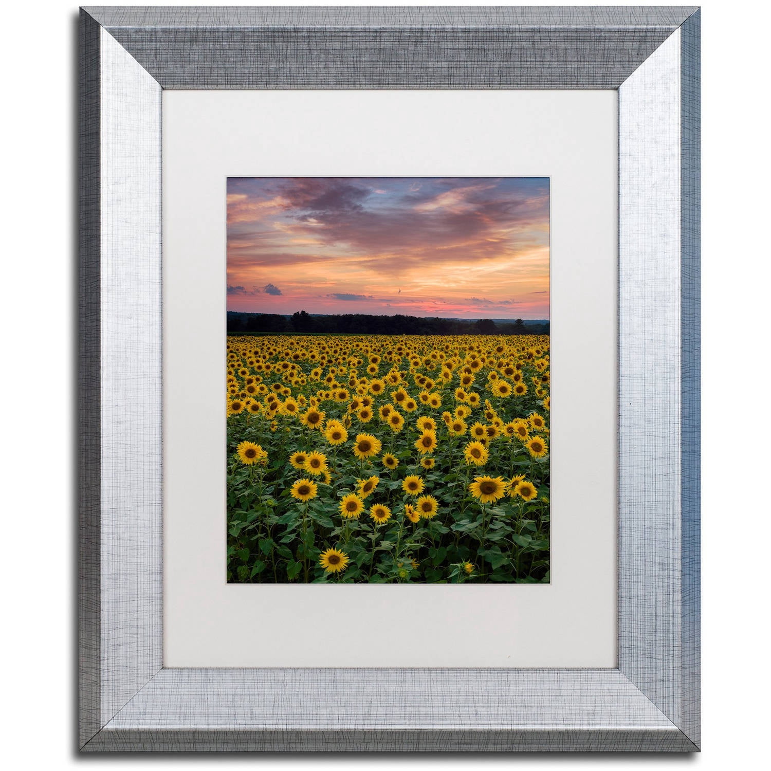 Trademark Fine Art "Sunflowers" Canvas Art by Michael Blanchette Photography White Matte, Silver Frame