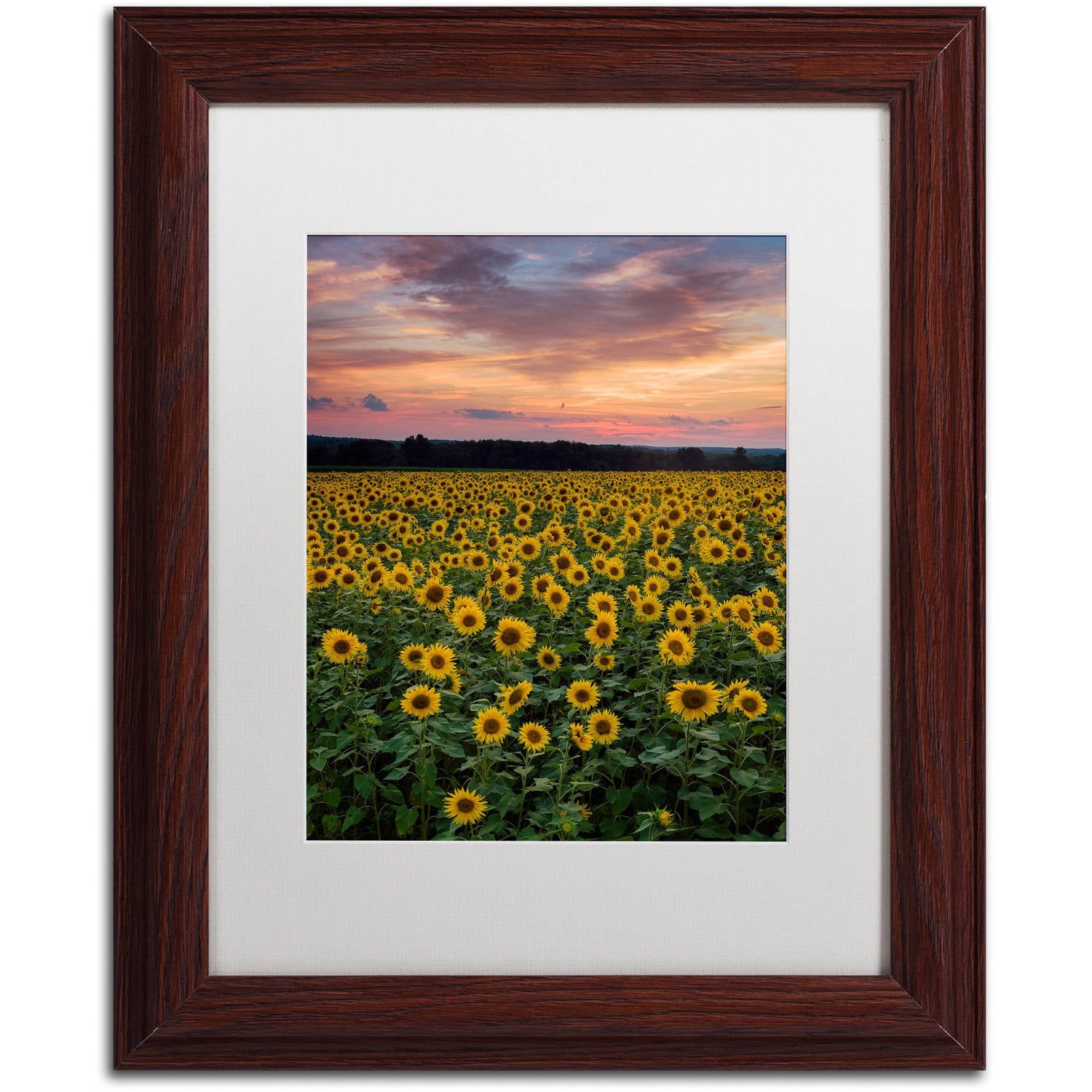 Trademark Fine Art "Sunflowers" Canvas Art by Michael Blanchette Photography White Matte, Wood Frame
