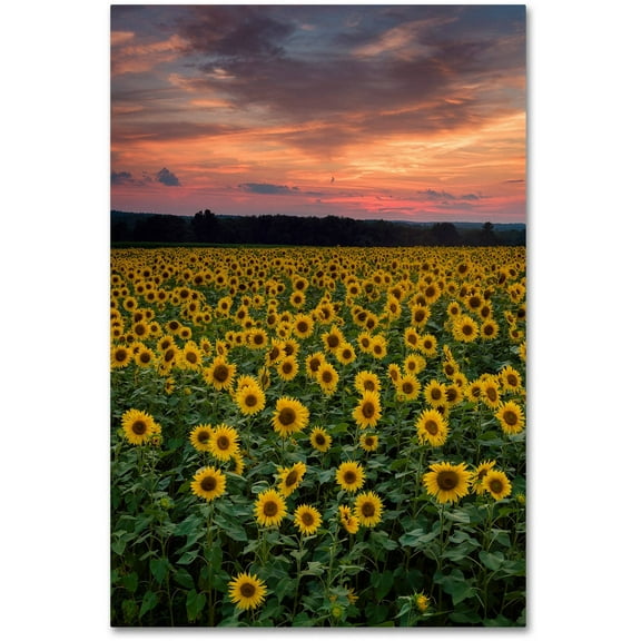 Trademark Fine Art "Sunflowers" Canvas Art by Michael Blanchette Photography