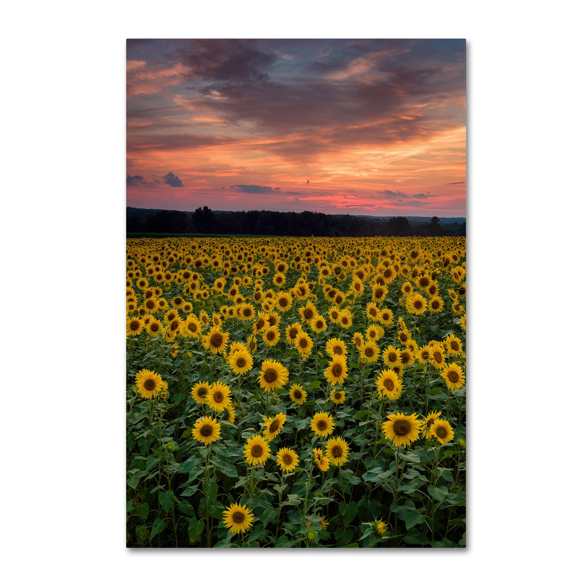 Trademark Fine Art "Sunflowers" Canvas Art by Michael Blanchette Photography