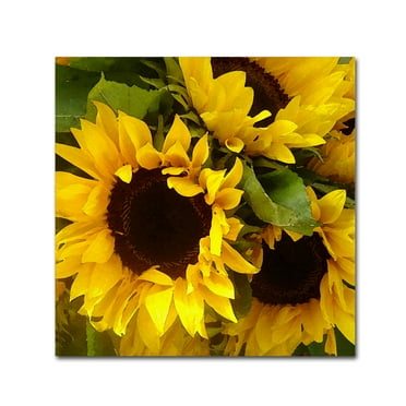 Trademark Fine Art "Sunflowers" Canvas Wall Art by Amy Vangsgard