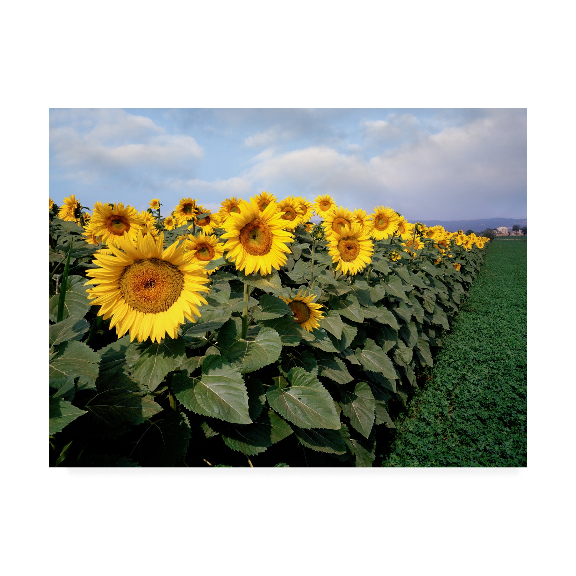 Trademark Fine Art 'Sunflowers Sentinels Rome Italy Color' Canvas Art by Monte Nagler