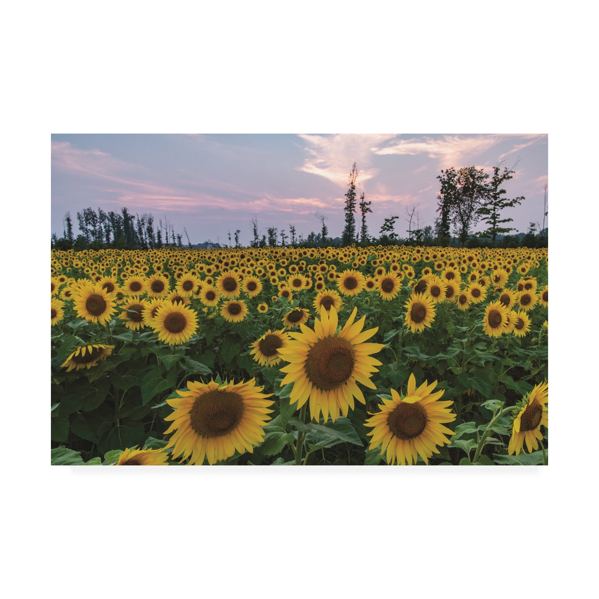 Trademark Fine Art 'Sunflowers of Hope' Canvas Art by Kurt Shaffer