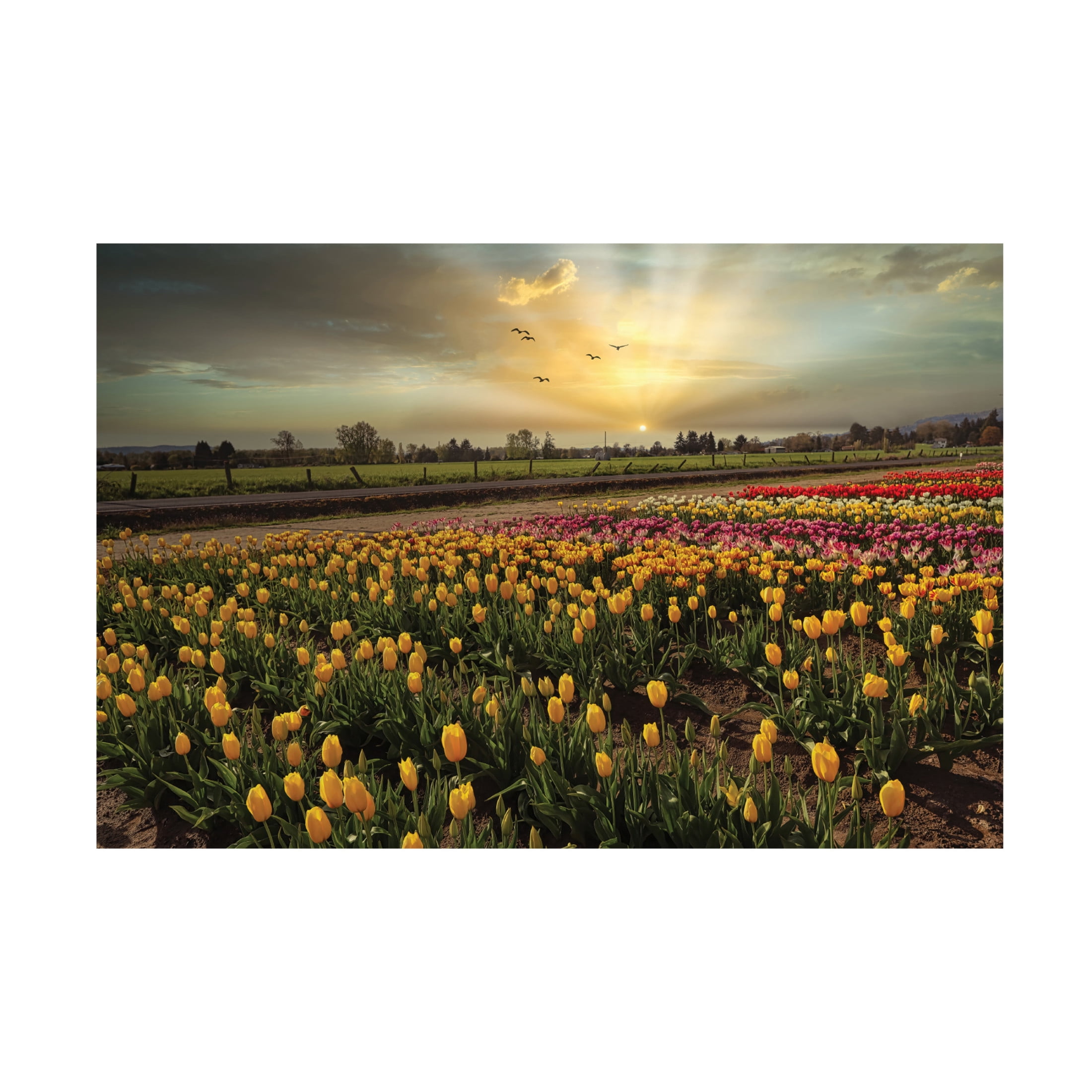 Trademark Fine Art Sunil Kulkarni Nature's Bounty Canvas Wall Art