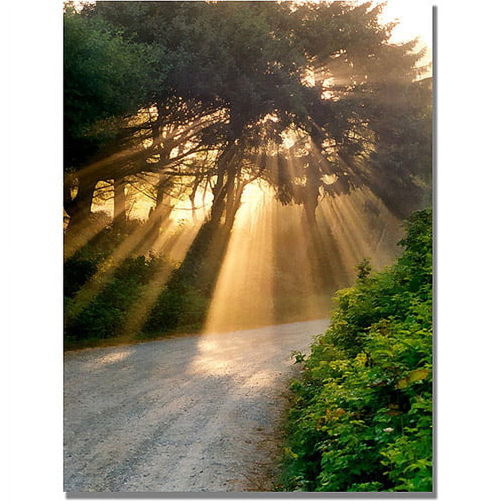 Trademark Fine Art "Sunlight Through Trees" Canvas Art by Michelle Calkins