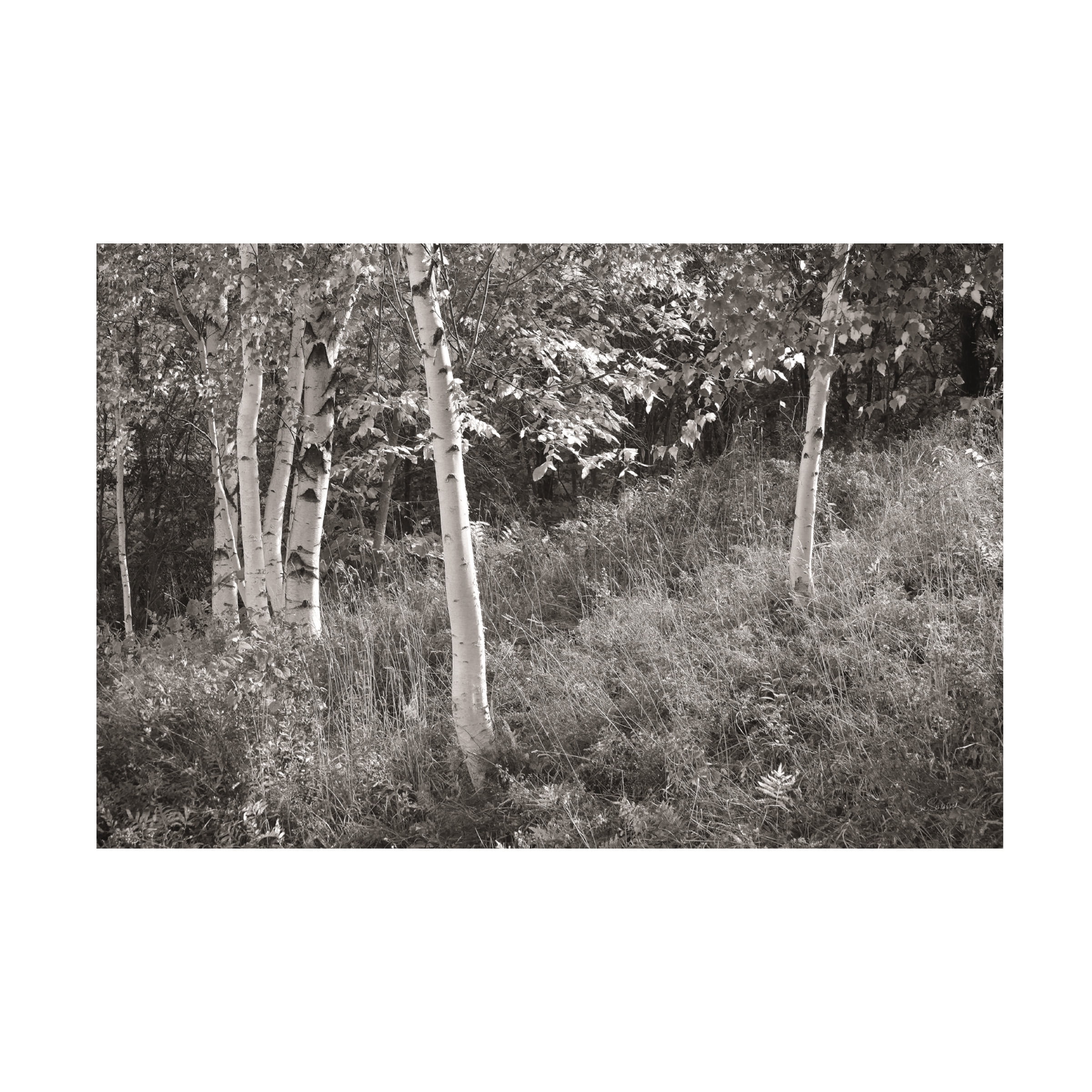 Trademark Fine Art 'Sunlit Birches I' Canvas Art by Sue Schlabach