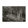 thumbnail image 1 of Trademark Fine Art 'Sunlit Birches II' Canvas Art by Sue Schlabach, 1 of 3