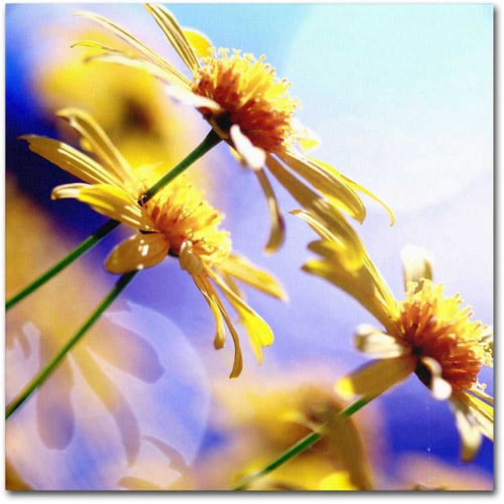 Trademark Fine Art "Sunny Days" Canvas Art by Beata Czyzowska Young